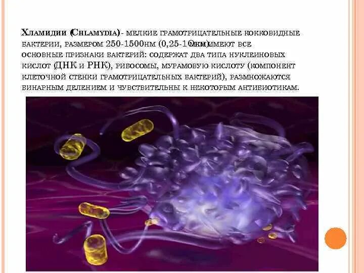 Хламидия 5. Хламидии грамотрицательные. Хламидии Общие признаки с бактериями и вирусами.