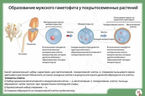Развитие гаметофита