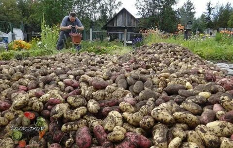 Садовод картофель
