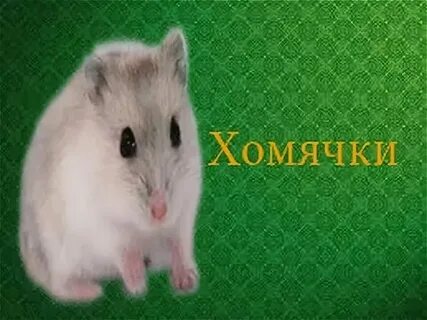 Ежедневный шрифт в хомяке 6