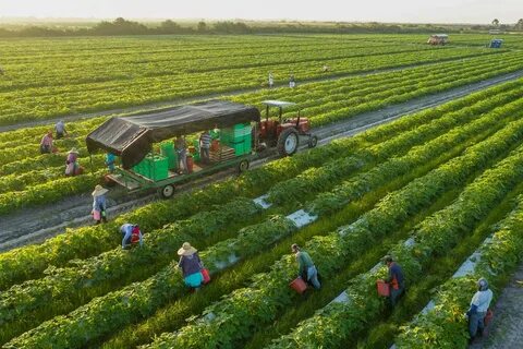 Vegetable processing