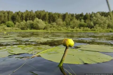 Растения и животные реки волга 4