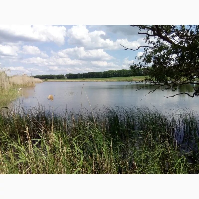 Нижнедевицк пруд. Динская река. Продам пруд. Пруды северского района. Ставок озеро.