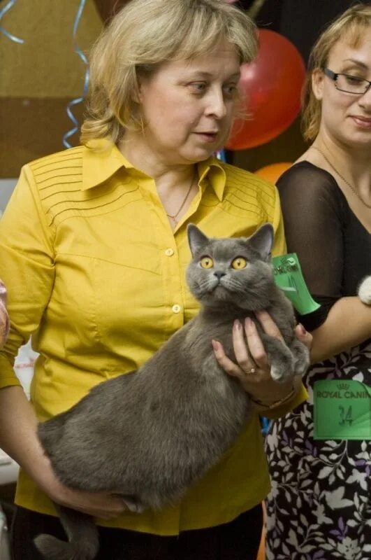 Выставка кошек. Выставка кошек Мурманск. Выставка кошек Благовещенск. Выставка кошек Рубцовск.