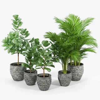 Plant 02