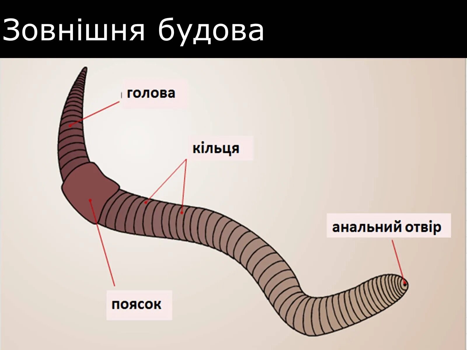 Щетинки дождевого червя. Копуляция дождевых червей. Дождевой червь рисунок. Рисунок щетинки дождевого червя.