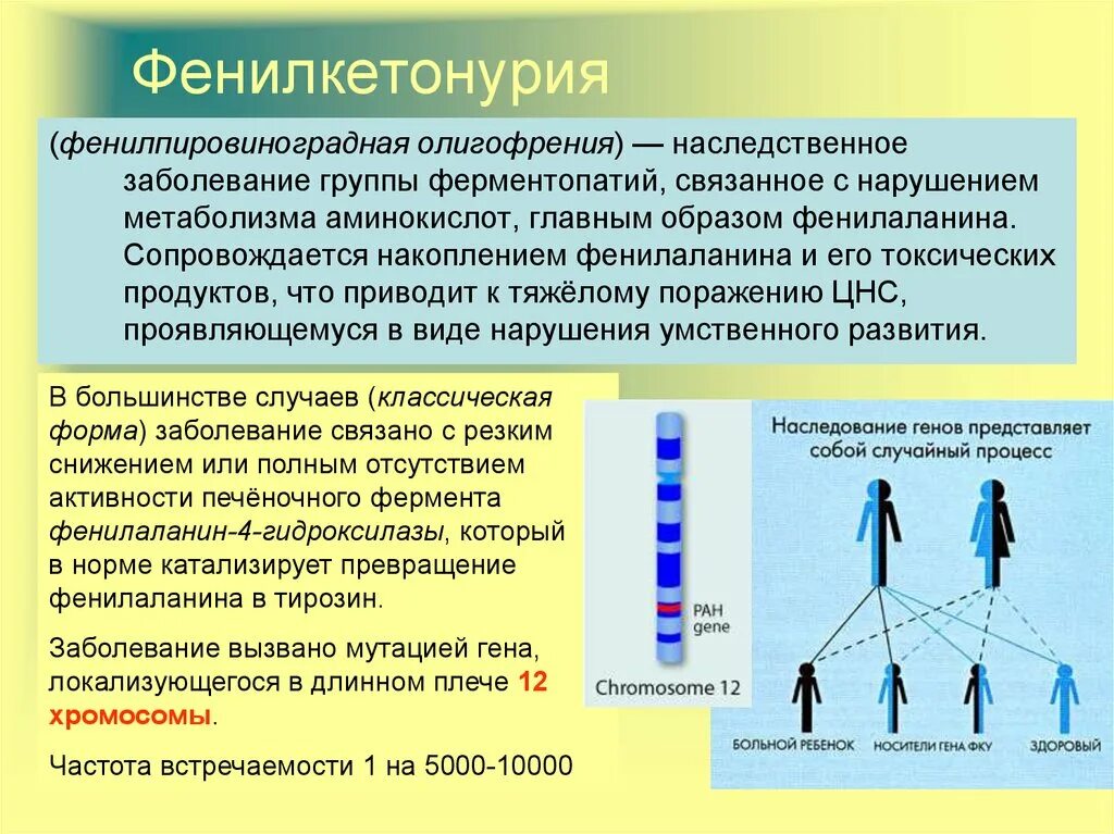 Фенилкетонурия моногенное заболевание возникающее в результате. Фенилкетонурия хромосомная формула. Фенилкетонурия частота Тип наследования. Кариотип фенилкетонурии. Фенилкетонурия мутация.