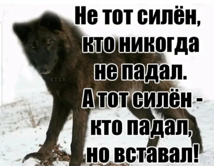 И не сломай знаешь ли ты. Цитаты волка падал. Мемы с волками и Цитатами. Сильные цитаты. Волк Мем.