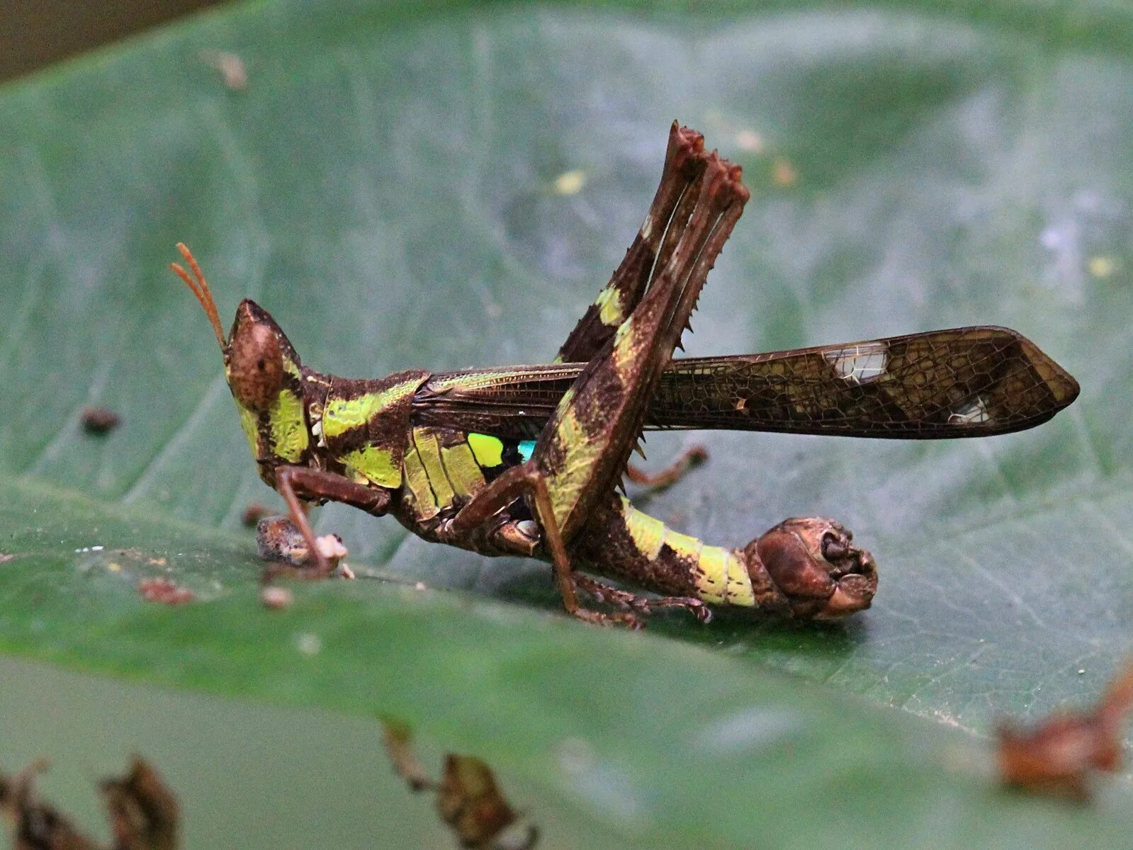 членистоногие кузнечик. кузнечик род. семейства: euglesidae,. кузнечик тетигония зеленый. саранча насекомое.