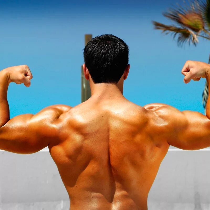 мускулистая мужская спина. мускулы мужчины. физическая сила человека. сильный мужчина. сила человека.