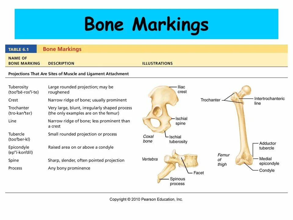 Bone meaning