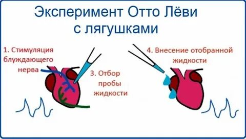 Эксперимент сердце лягушки