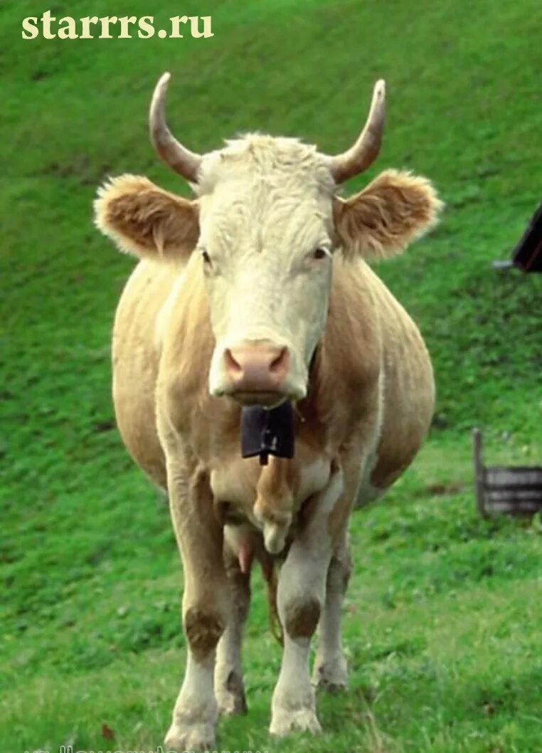 желтый земляной бык. як бык. земляной бык. як животное. огненный бык.