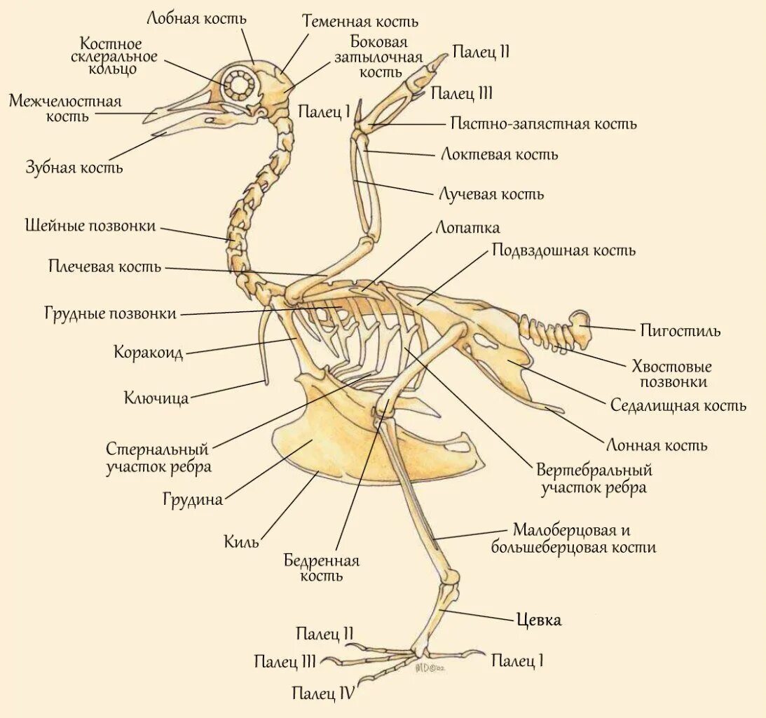 Какие особенности строения скелета птиц не связаны. Птицы высшие позвоночные животные приспособленные к полету. Скелет птицы пронумерованный. Строение скелета птицы. Птицы высшие позвоночные животные приспособленные к полету проект.
