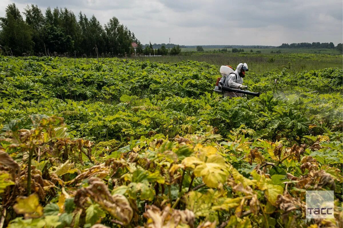 Почему борщевик способен вытеснять другие растения ответы. Борщевик сосновского обработка гербицидами. борщевик после обработки гербицидами. гербицид от борщевика. костромская область в борщевике вид с самолёта.