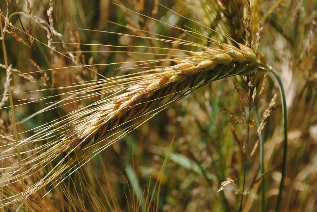 Ячмень культурный. Ячмень (Hordeum l.). Ячмень ядрица. Колос тритикале.