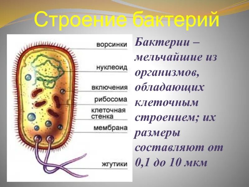 Строение бактериальной клетки 5 класс биология. Строение бактерии 5 класс биология. Строение клетки бактерии 5 класс. Строение клетки бактерии 5 класс биология. Особенности клетки бактерии 5 класс