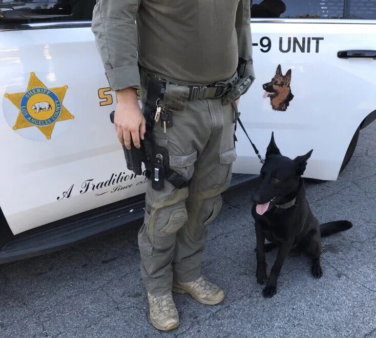 Seb lasd k9. Sheriff SWAT k9. Seb lasd SWAT. Lasd Sheriff. K unit