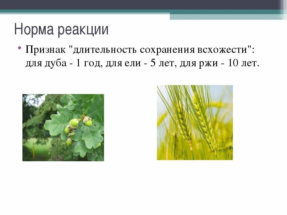 Модификационная изменчивость презентация 10 класс. Норма реакции модификационной изменчивости. Норма реакции. Норма реакции биология 10 класс. Норма реакции изменчивость.