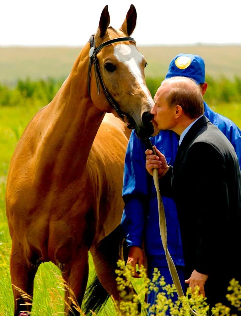 Держать коня. Человек рядом с лошадью. Смешной наездник на лошади. Верхом на мужчине. Шея лошади.