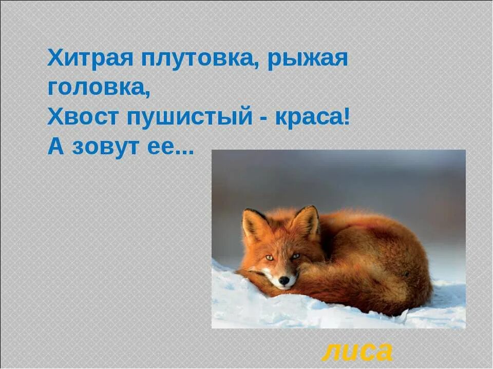 Плутовка значение слова. Хитрая плутовка рыжая головка хвост пушистый Краса. Загадка хитрая плутовка. Изворотливая плутовка. Презентаций на тему «хитрая лиса-плутовка.