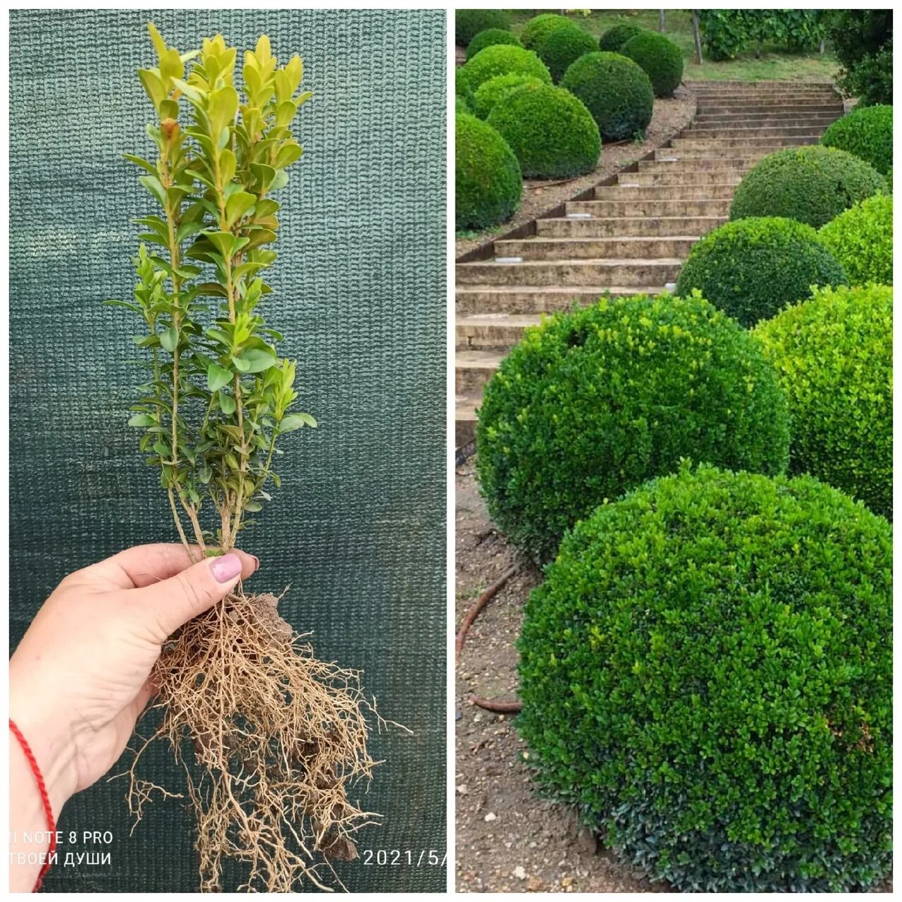 Бирючина самшитовая. Самшит вечнозеленый buxus sempervirens. Прирост самшита. Буксус вечнозеленый. Прирост самшита.