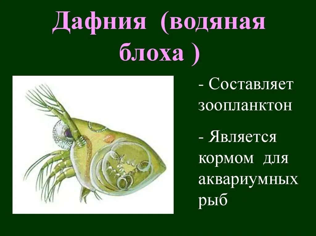 Дафния относится к ракообразным. Дафния презентация. Листоногие дафния водяная блоха. Дафния относится к ракообразным. Планктонный рачок дафния.