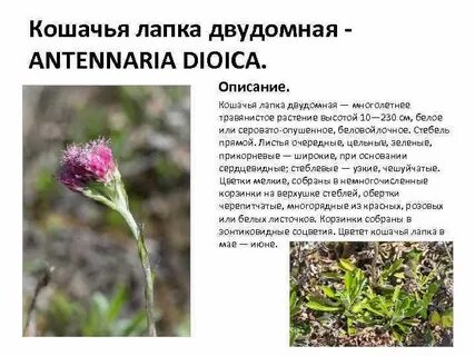Лапки прилагательное