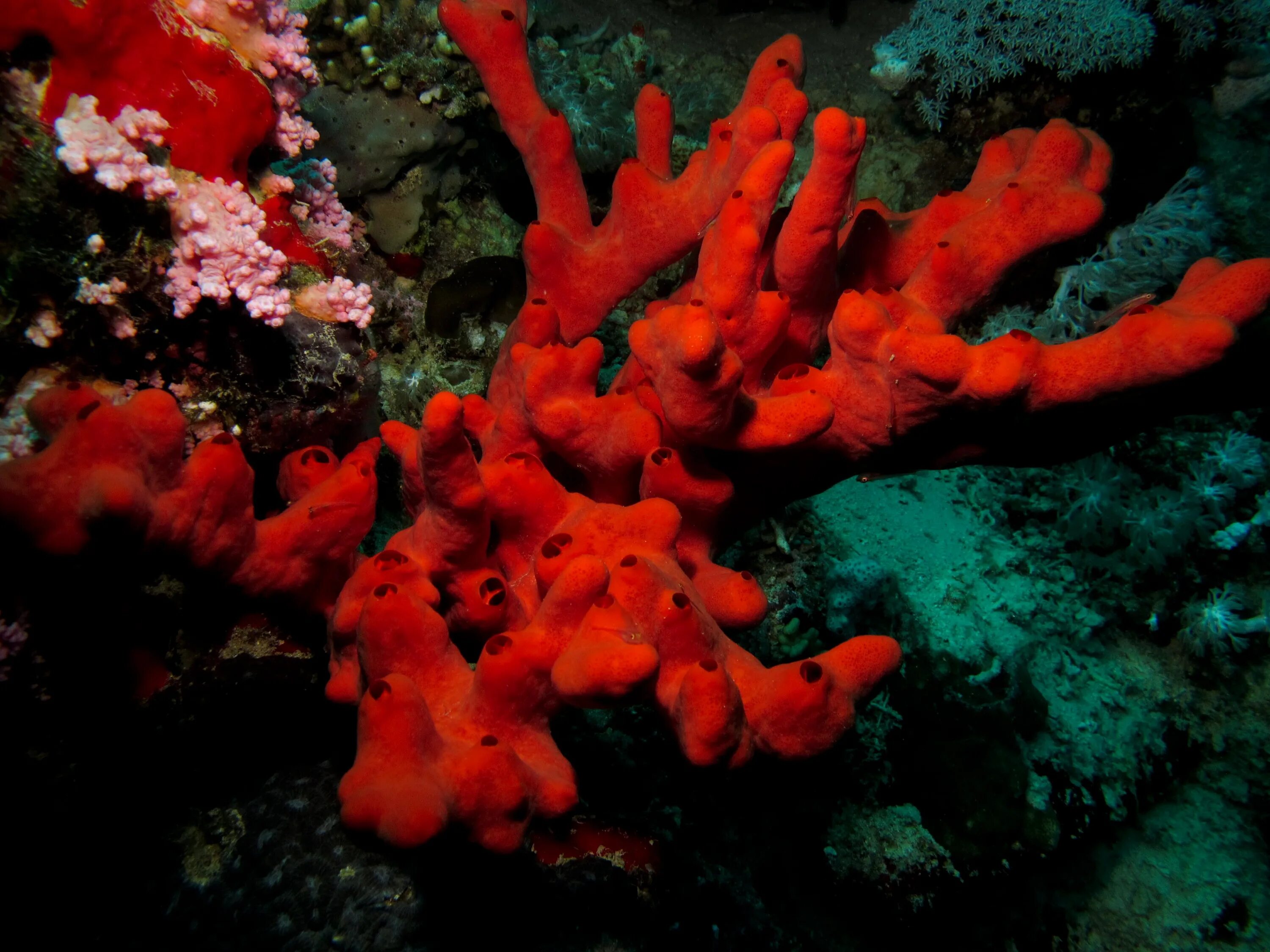 Red coral. Обитатели красного моря. Карибское море обитатели. Красное море живность. Красное море обитатели хищники.