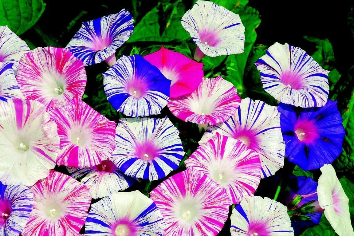 Как выглядит цветок ипомея трехцветный. Ипомея пурпурная. Вьюн ипомея.