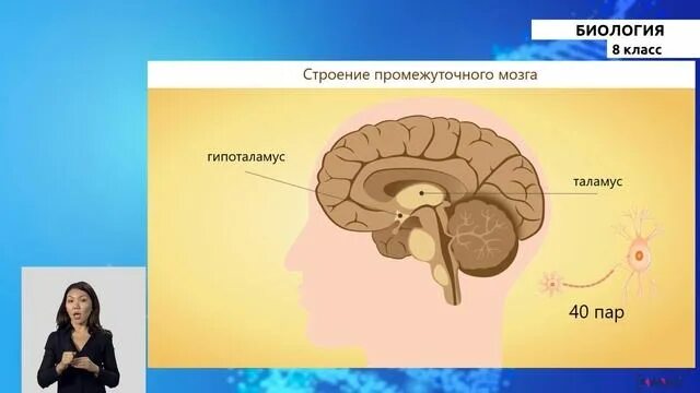 Промежуточный строение и функции. Промежуточный мозг строение. Головной мозг анатомия промежуточный мозг. Промежуточный мозг анатомия функции. Промежуточный мозг анатомия строение.