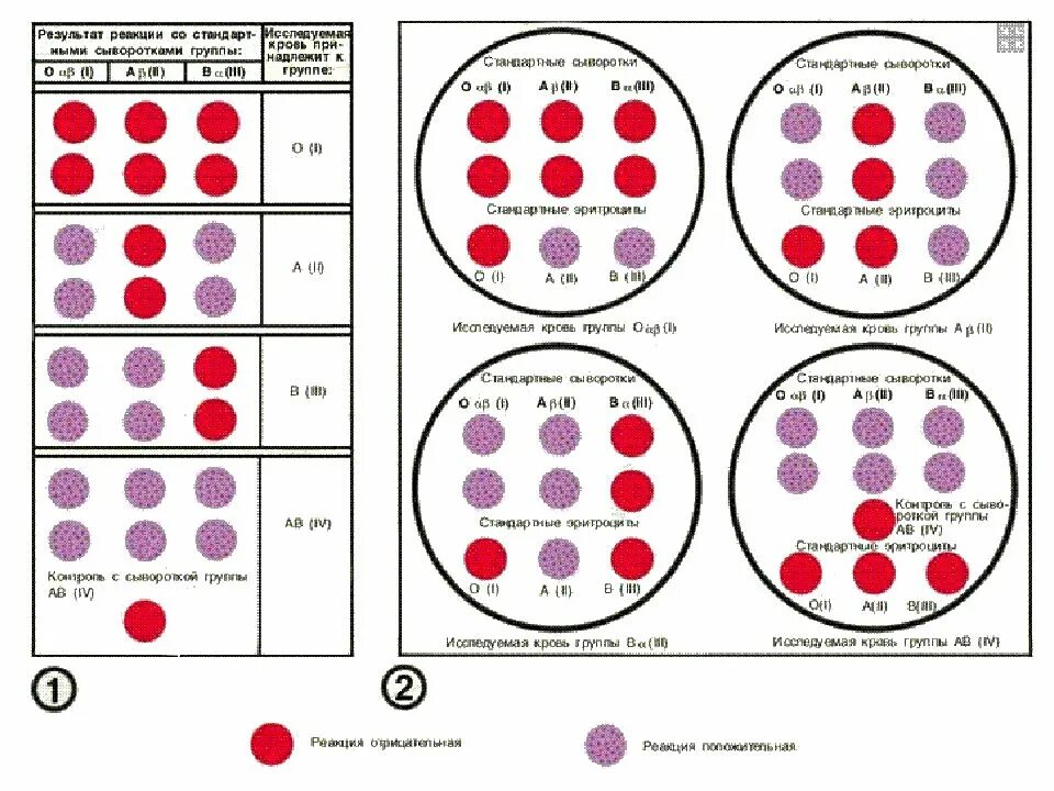 Что означает положительная реакция. Определите резус фактора группы крови человека. Группа крови Цоликлоны резус фактор. Цоликлоны 1 группа крови. Метод определения группы крови и резус фактора.