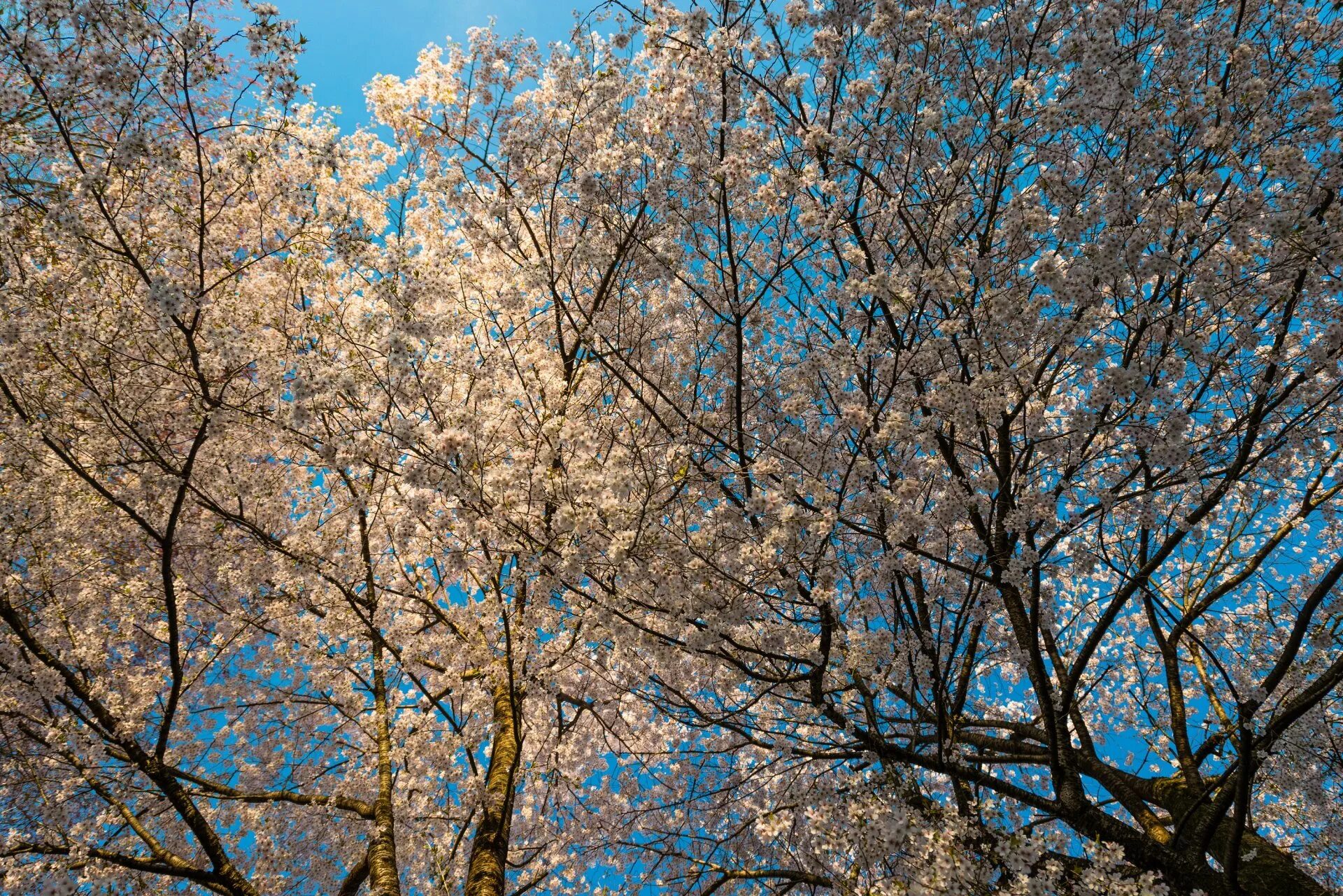 Весеннее дерево. Цветущее дерево. Деревья весной. Весеннее цветение деревьев. Апрель фото на рабочий стол