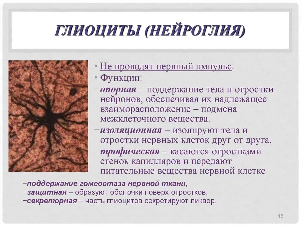 Основная особенность нервной ткани. Строение нейроглии нервной ткани. Функции нейроглии в нервной ткани. Схема нервная ткань Нейрон нейроглия. Нервная ткань нейроглия строение и функции.