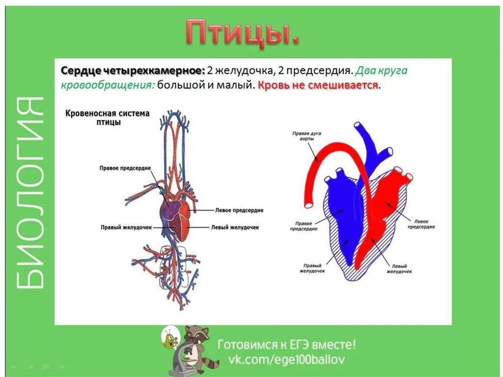 Кровеносная система от рыб до млекопитающих. Двухкамерное сердце трехкамерное четырехкамерное. Строение кровеносной системы. Сердце позвоночных животных. Земноводные пресмыкающиеся млекопитающие строение кровеносной системы сходство