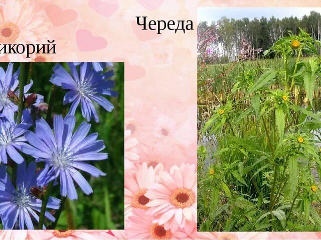 Проект растения нашего края 3 класс Природный парк "Половецкая степь"