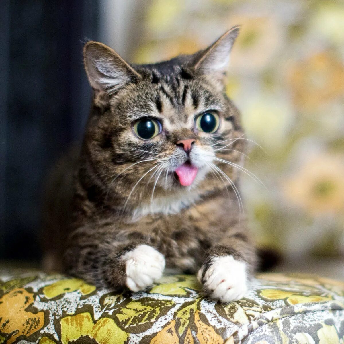 Котенок с языком. Котенок с язычком. Коты с высунутым языком. Покажи кошек.
