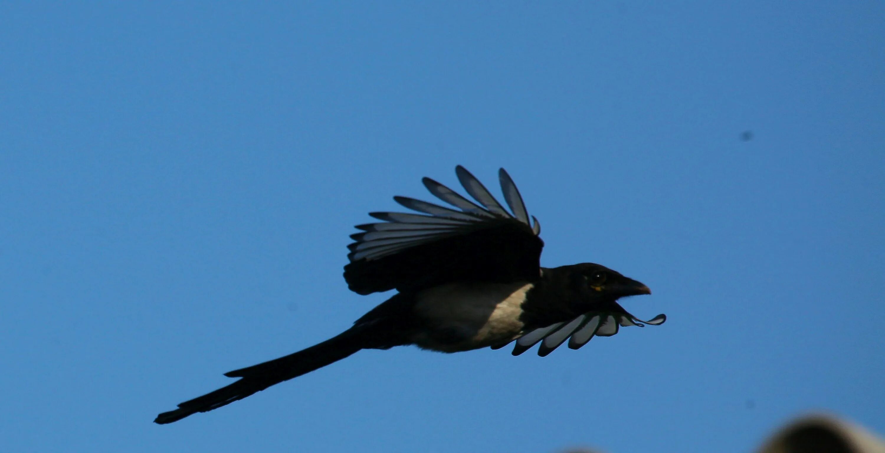 Сорок сторона. Птицы россии сорока. Сорока перелетная птица. Сизая ворона. Сорока зимой на ветке.