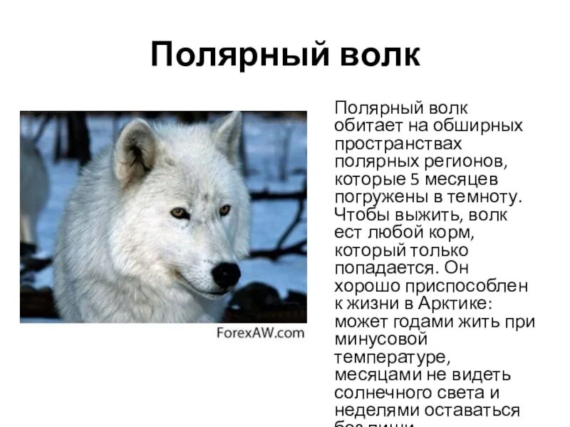 Где находится полярный волк колония на карте. Полярный волк обитает. Полярный волк доклад. Полярный волк презентация. Арктический волк сообщение.