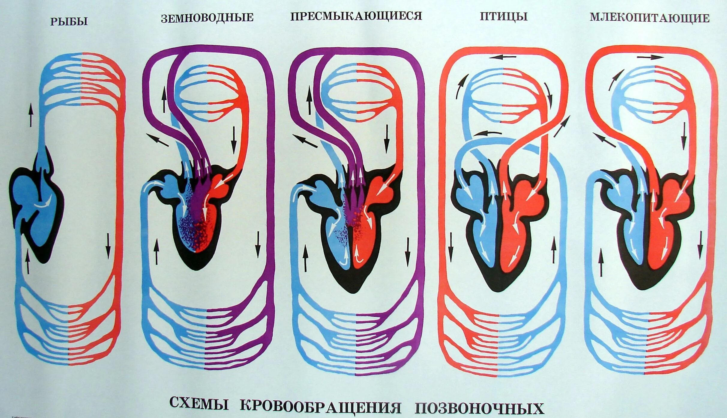 Эволюция кровеносной системы у рыб. Эволюция кровеносной системы позвоночных рыбы сердце. Эволюция кровеносной системы позвоночных рыбы сердце. Эволюция кровеносной системы у животных таблица. У птиц трехкамерное сердце.