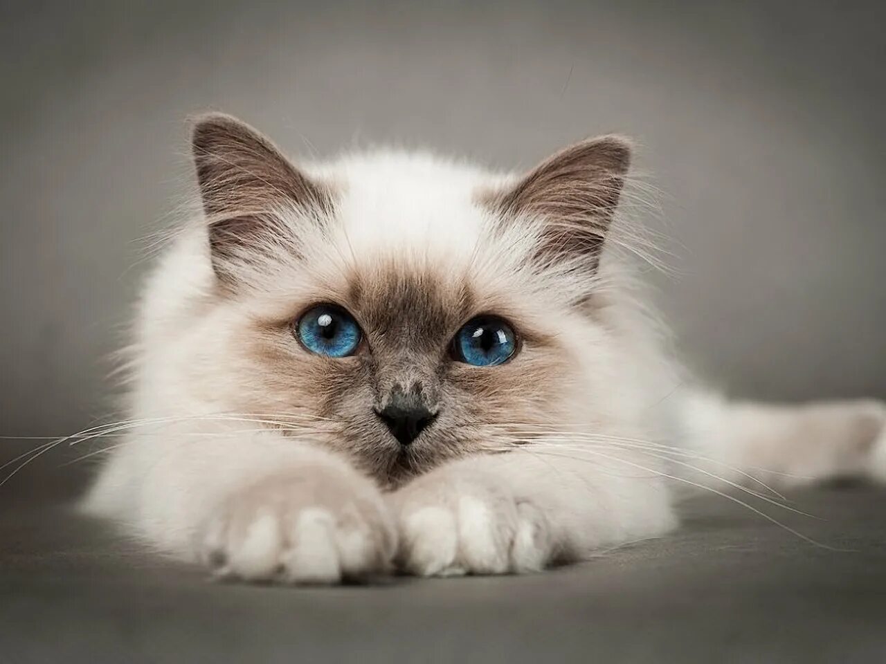 Очаровательная киска. Бирманская кошка котята. Кошка Рэгдолл голубоглазый. Бирманская голубая кошка. Бирманская голубоглазая кошка.