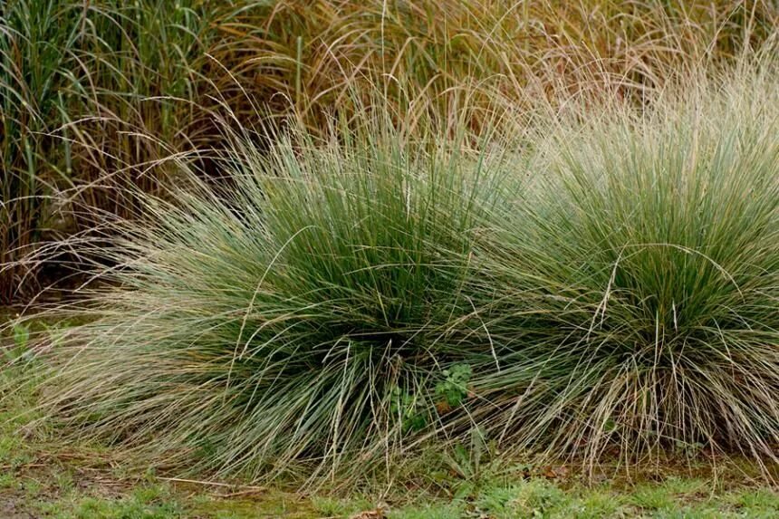 Овсяница Типчак. Овсяница овечья (Festuca ovina). Овсяница метельчатая (Festuca Scoparia). Овсяница бороздчатая Типчак.