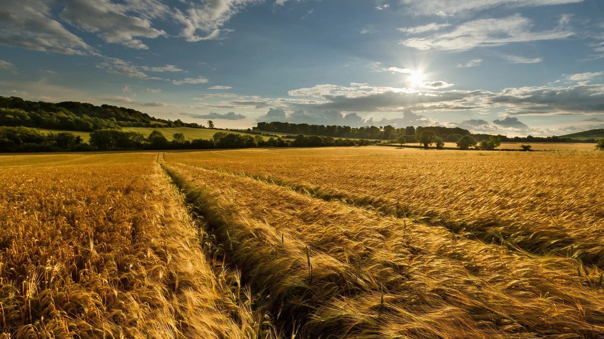 Natural farming. Старица поле пшеничное. Пшеничное поле Вангол. Путнин пшеничное поле. Поле засеянное рожью.