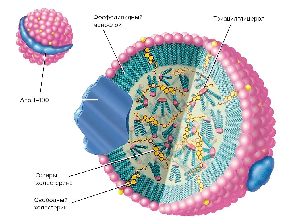 Липопротеины высокой плотности ЛПВП строение. Липопротеины высокой плотности строение. Абеталипопротеинемия. Структура ЛПНП.