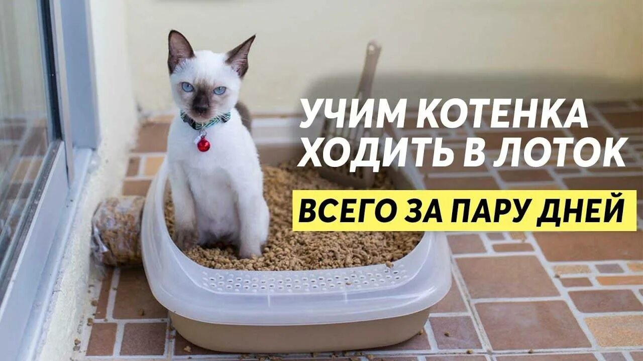 Приучение котенка к лотку. Приучить котенка к лотку быстро. Лайфхаки с кошачьим лотком. Лоток для котят.