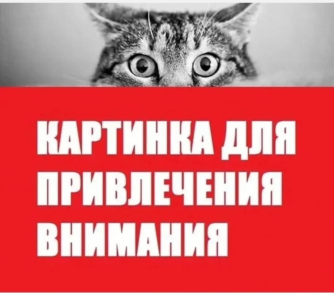 Внимание привлекает то что большая. Кот для привлечения внимания. Привлечение внимания. Изображение привлекающее внимание. Картинка для привлечения вниматнпр.