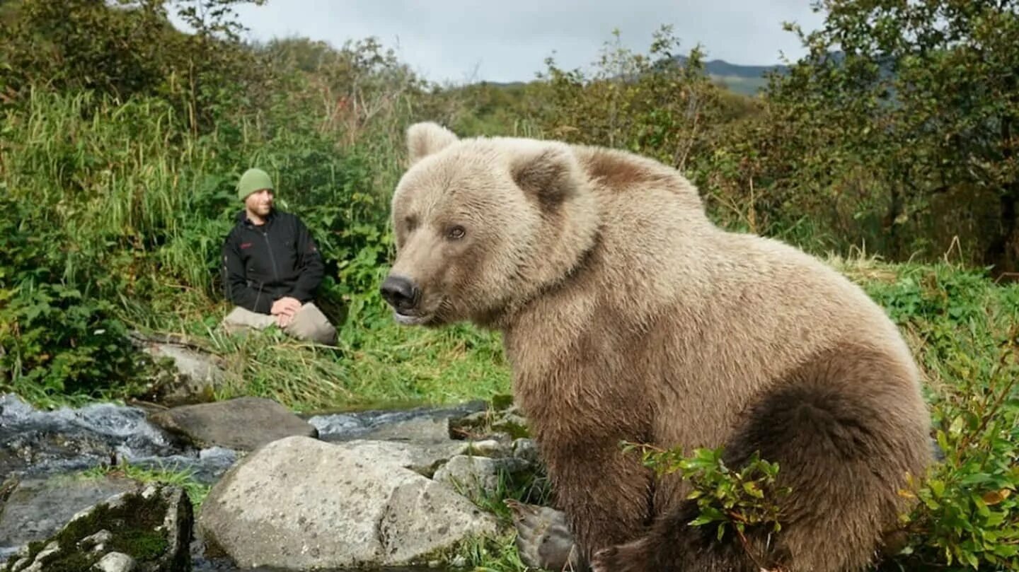 Бурый медведь Кадьяк. Медведь Кадьяк самый большой в мире. Самый большой бурый медведь в мире.
