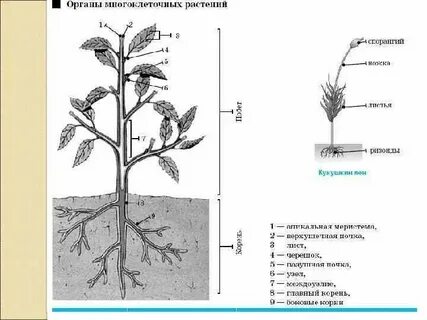 Какая ткань располагается на поверхности органов растения