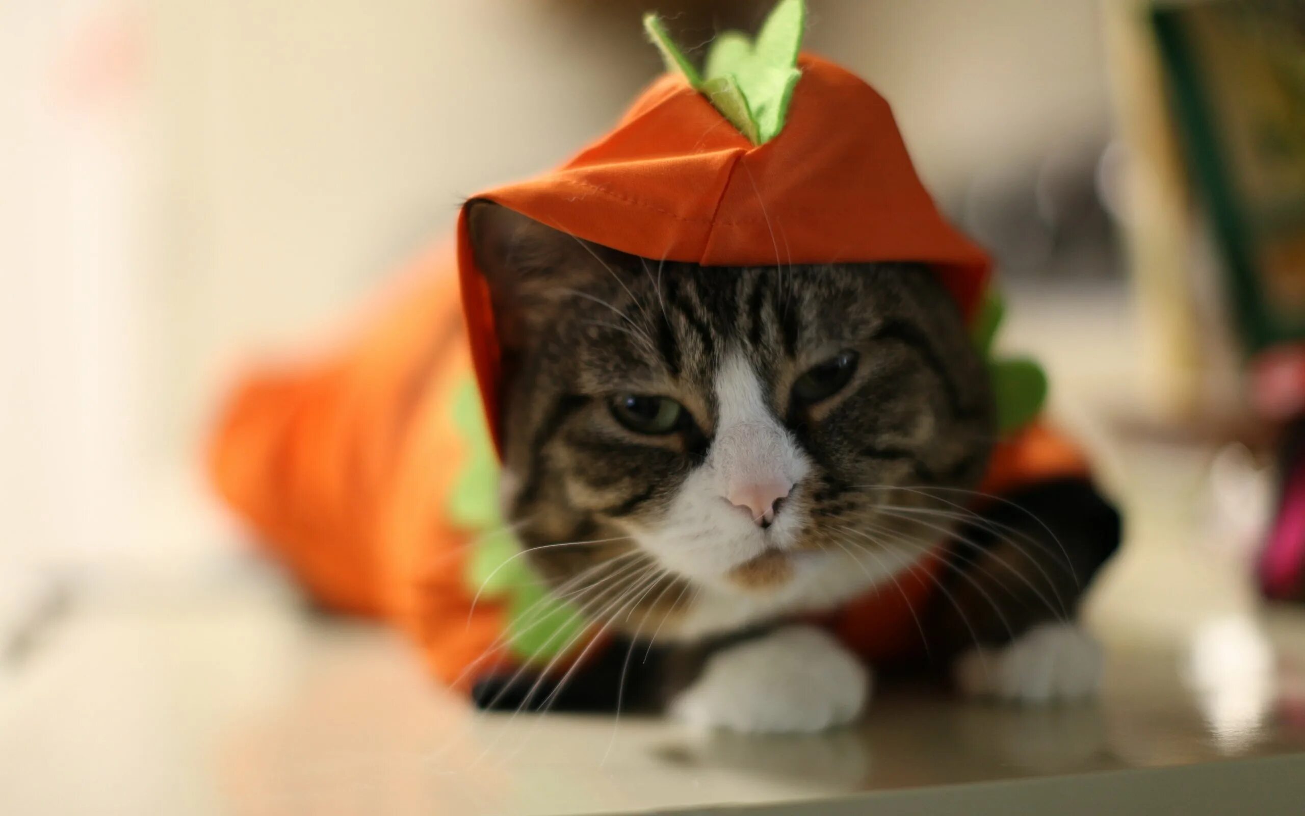 Смешные картинки с котами. Забавные кошки. Классные котики. Прикольный кот. Смешные котики фото.