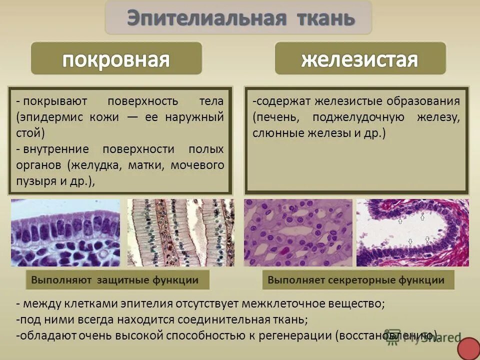 Внутренняя поверхность тела